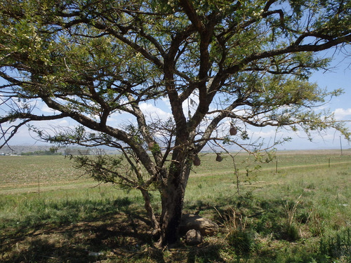 Weaver Nests.